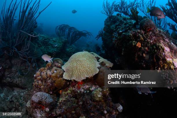 Ocean Rocks Underwater Ree Ocean Floor Rocks Photos and Premium High Res Pictures - Getty Images