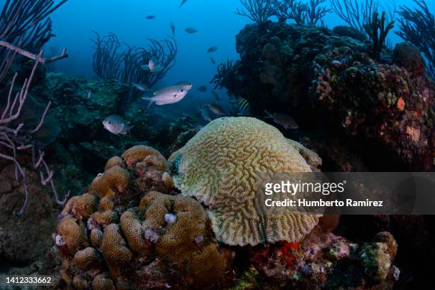 rocky reef. - brain coral stock pictures, royalty-free photos & images