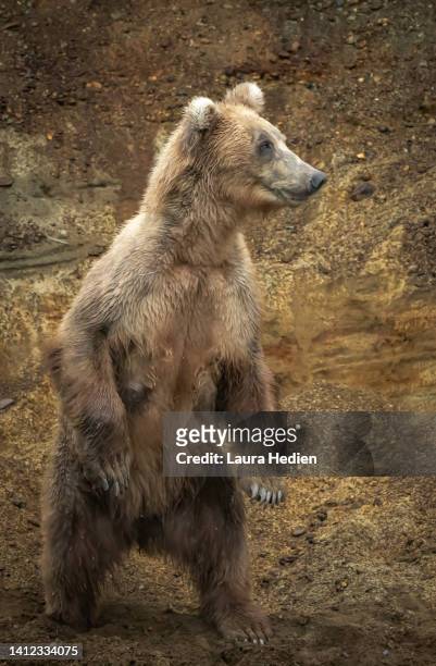 483 Bear Standing Isolated Photos and Premium High Res Pictures - Getty  Images