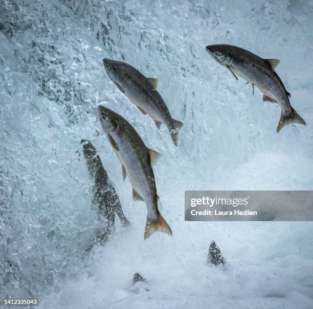 salmon jumping at the brooks falls waterfall in katmai national park - saumon photos et images de collection