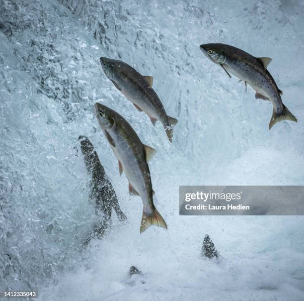 salmon jumping at the brooks falls waterfall in katmai national park - desovar imagens e fotografias de stock