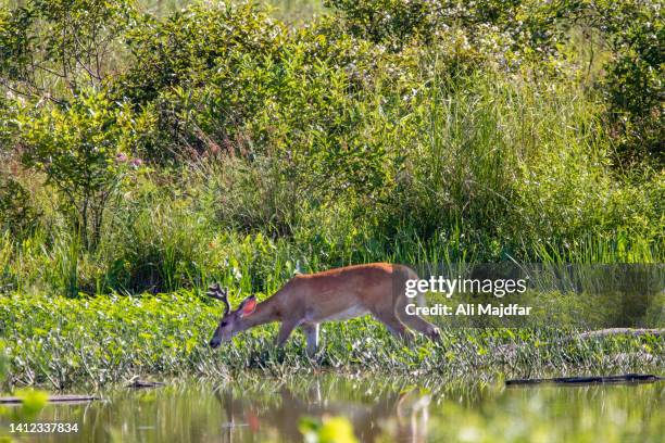 white tail deer - white tail deer 個照片及圖片檔