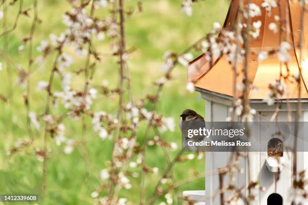 house sparrow perched on a birdhouse. - house sparrow nestbox stock pictures, royalty-free photos & images