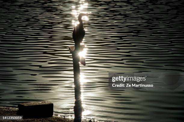 bird - echolocation stock pictures, royalty-free photos & images