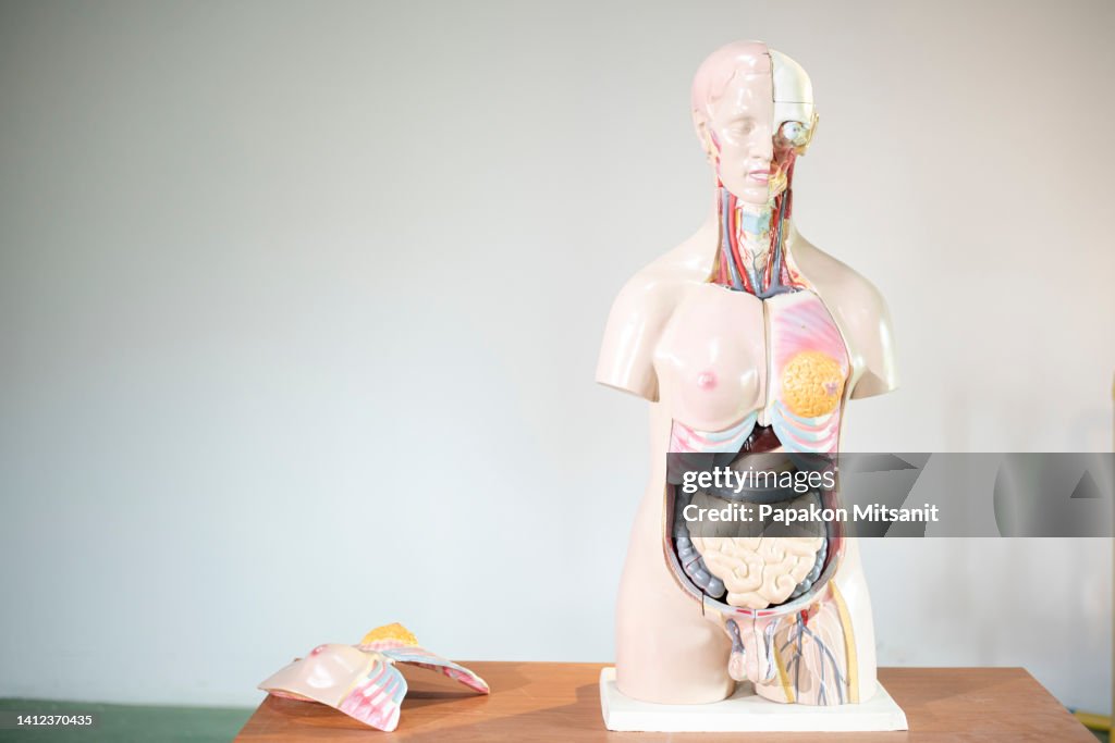 Body Pictures Example An Example Of An Introductory Human Body Model High-Res Stock Photo ...