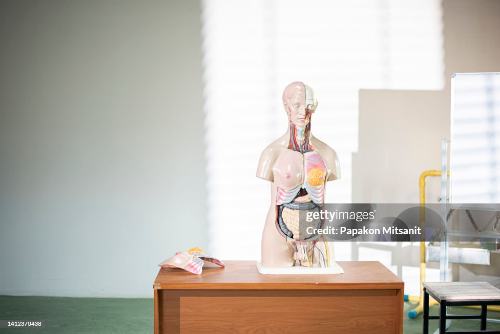 Body Pictures Example An Example Of An Introductory Human Body Model High-Res Stock Photo ...