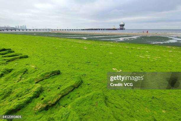 Seashore is covered by green algae, also known as enteromorpha prolifera, on August 1, 2022 in Yantai, Shandong Province of China.