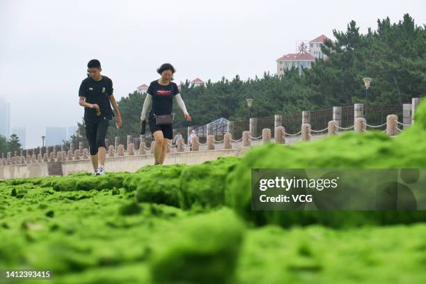 People walk on a seashore covered by green algae, also known as enteromorpha prolifera, on August 1, 2022 in Yantai, Shandong Province of China.