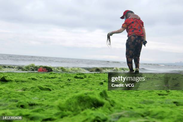 Sanitation worker cleans up green algae, also known as enteromorpha prolifera, on a seashore on August 1, 2022 in Yantai, Shandong Province of China.