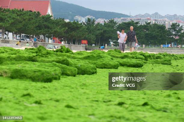 People walk on a seashore covered by green algae, also known as enteromorpha prolifera, on August 1, 2022 in Yantai, Shandong Province of China.