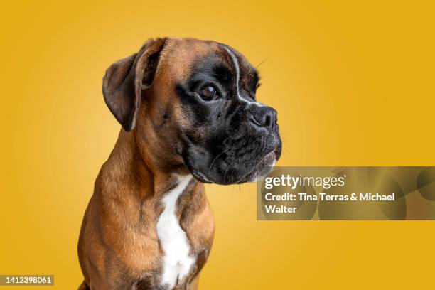 portrait of boxer dog against yellow background. - boxer dog ストックフォトと画像