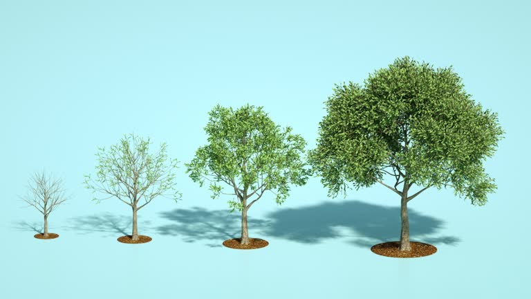 Tree Chat Infographic Tree Chart Videos and HD Footage - Getty Images