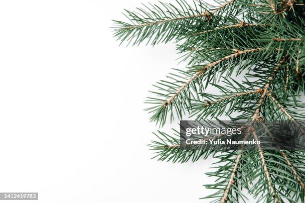 christmas tree branches on white. top view. - christmas tree branch stock pictures, royalty-free photos & images