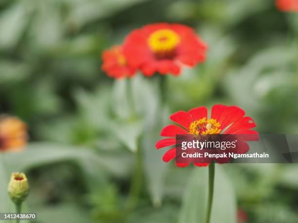 pink flower zinnia violacea cav., magnoliopsida blooming in garden nature background - zinnia stock pictures, royalty-free photos & images