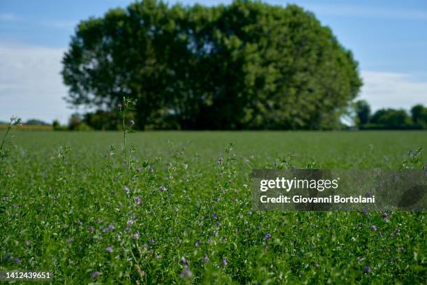 alfalfa field - alfalfa field stock-fotos und bilder