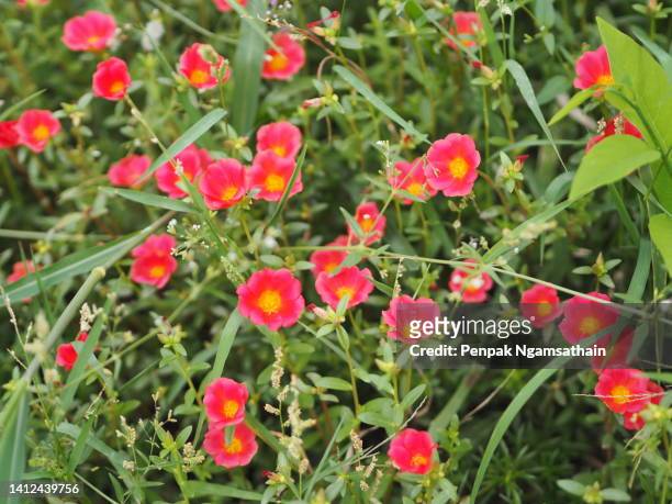 red purslane plant blooming in garden nature background - portulak stock-fotos und bilder