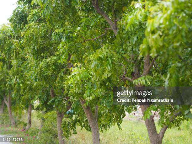 azadirachta indica tree vegetable siamese neem tree, nim, margosa, quinine - quinina fotografías e imágenes de stock