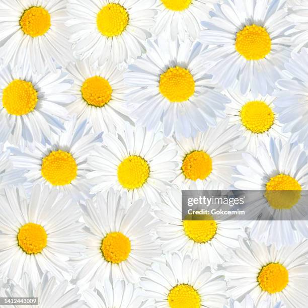 daisies close-up floral seamless pattern. spring season, easter concept. design element for easter greeting cards, bridal shower and wedding cards. - oxeye daisy stock illustrations