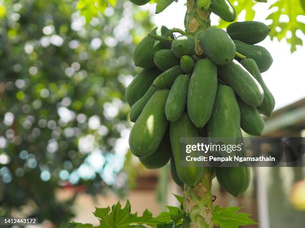 closeup papaya green fruit vegetable tree blooming in garden on nature background, carica papaya l ,food background - albero di papaya foto e immagini stock