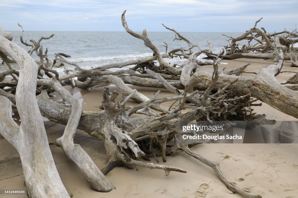 Dead trees and driftwood on the shore at the Boneyard Beach in Big Talbot State Park
