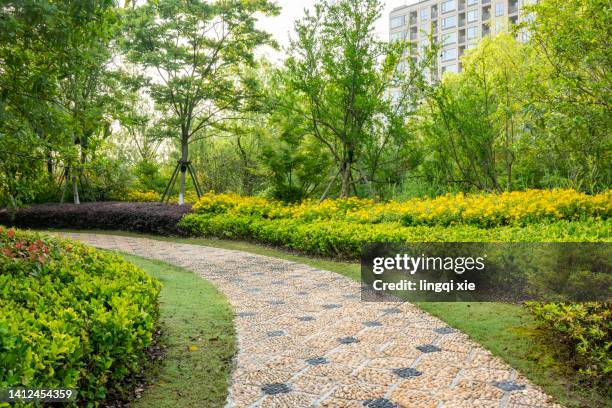 path full of daisies in the garden - gravel landscaping stock pictures, royalty-free photos & images
