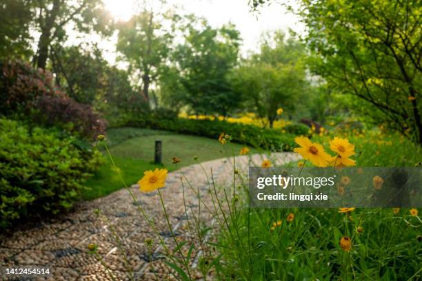path full of daisies in the garden - gravel landscaping stock pictures, royalty-free photos & images