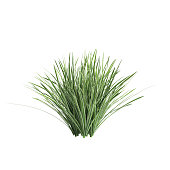 3d illustration of deschampsia cespitosa northern lights grass isolated on white background