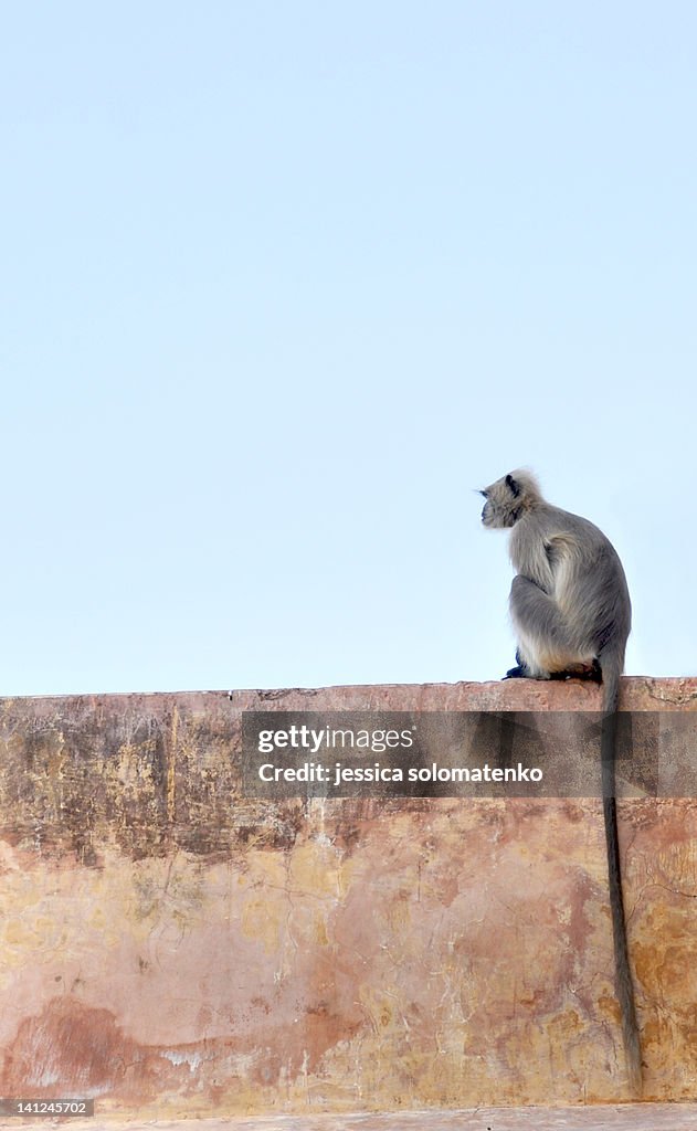 Monkey looking into distance