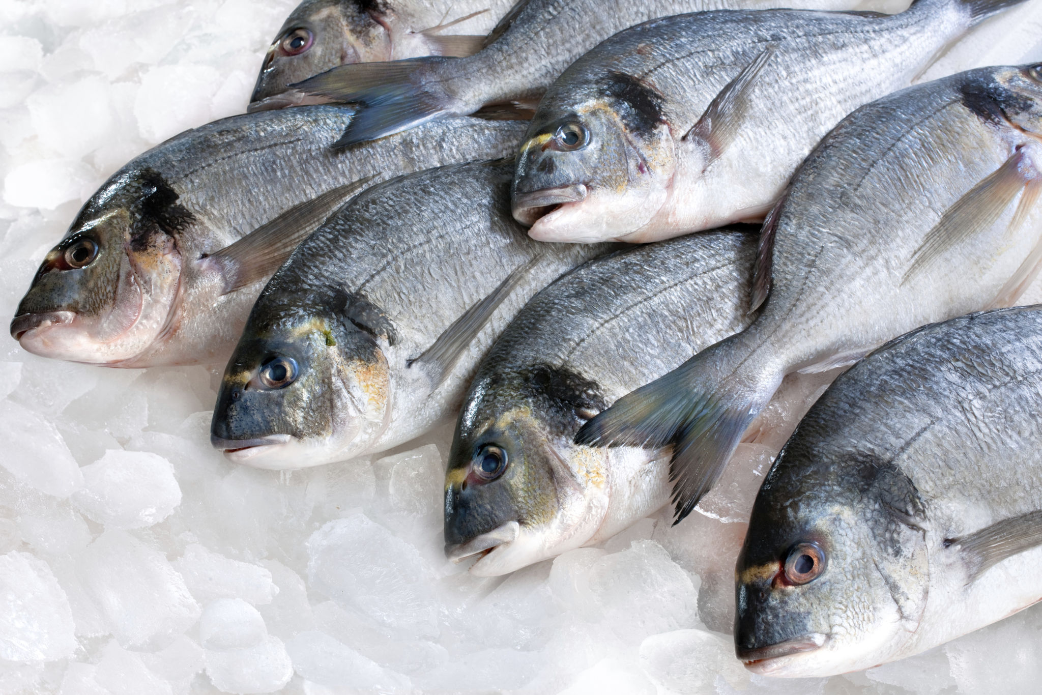 fresh fish market