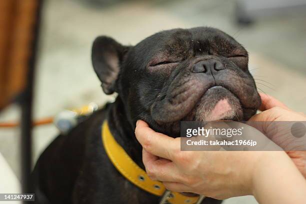 i fell good - french bulldog stock pictures, royalty-free photos & images