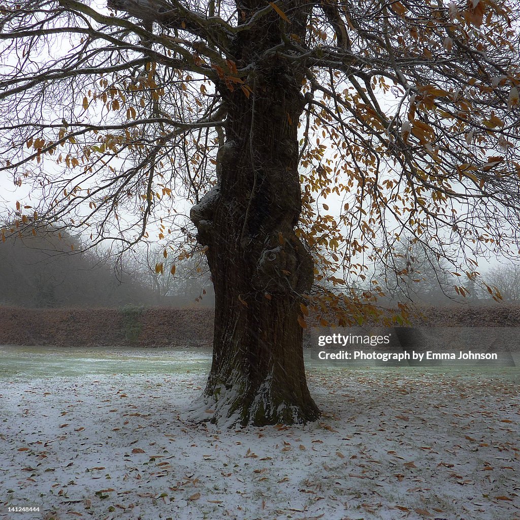 Leaves on trees, snow on ground