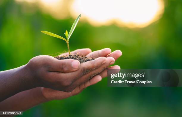 world environment day concept. earth day in the hands of trees growing seedlings. women hands holding big tree over blurred abstract beautiful green nature background - organisation environnement ストックフォトと画像