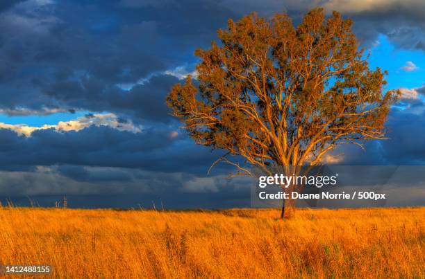 14 Nundle New South Wales Stock Photos, High-Res Pictures, and Images ...
