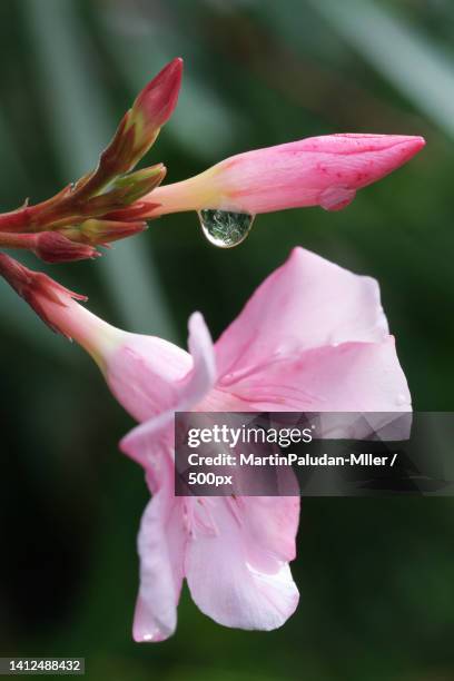 close-up of wet pink flower,osaka,japan - flower blossom ストックフォトと画像