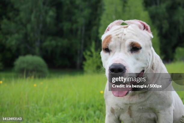 a beautiful dog in the wild pit bull in nature photo of a very beautiful dog in nature,ukraine - american pit bull terrier stock pictures, royalty-free photos & images