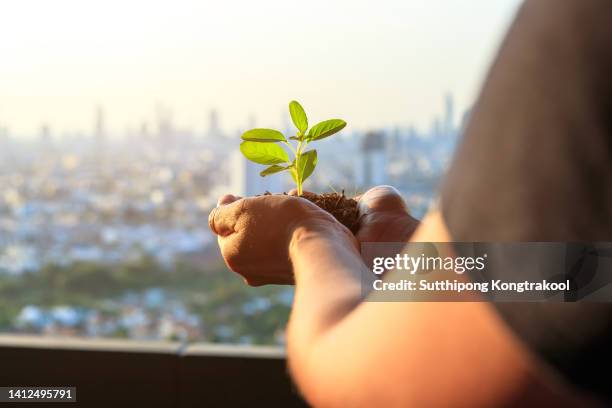 female hand holding tree with  
capital city background at bangkok thailand .  forest conservation concept. environment earth day in the hands of trees growing seedlings. - world war 1 aircraft stock-fotos und bilder