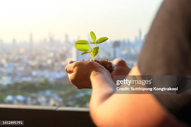 female hand holding tree with  
capital city background at bangkok thailand .  forest conservation concept. environment earth day in the hands of trees growing seedlings. - resourceful bildbanksfoton och bilder