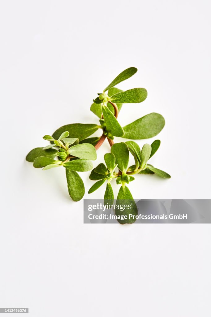 Fresh purslane on a white surface