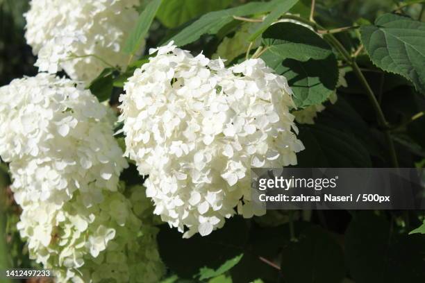 close-up of white flowering plant - viburnum stock pictures, royalty-free photos & images