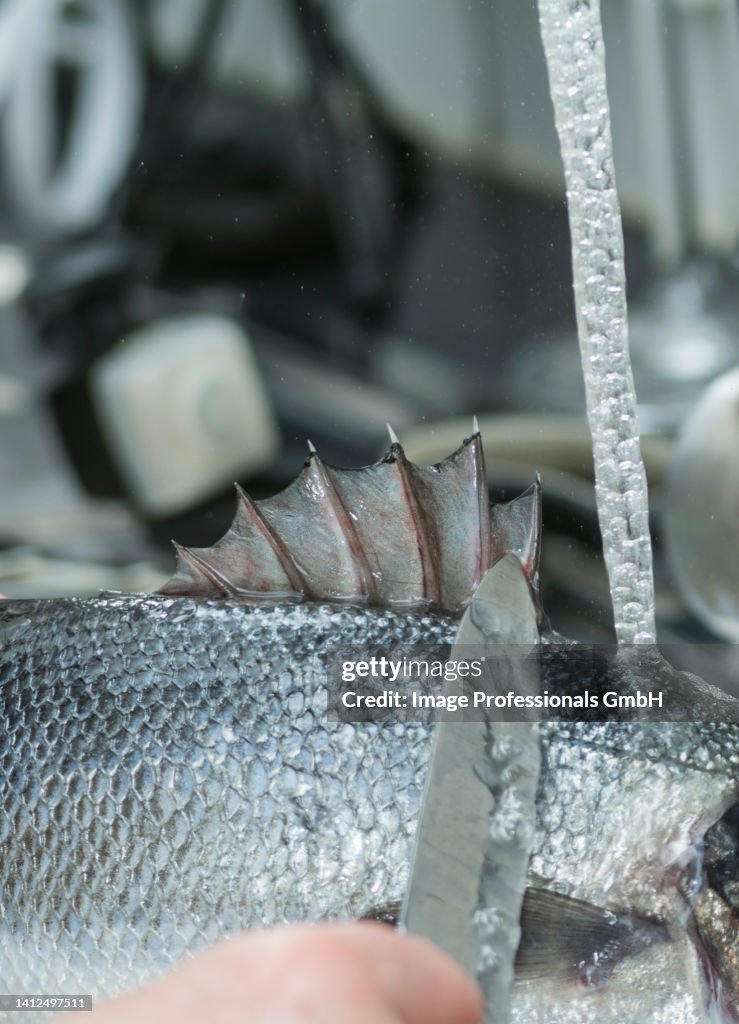 A sea bass being scaled
