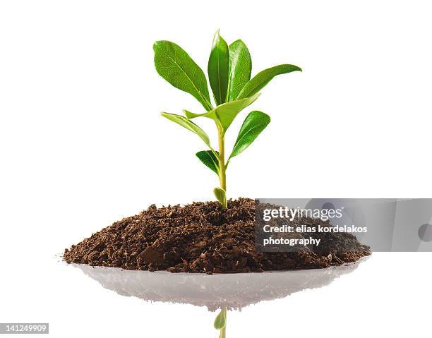 small plant on pile of dirt - jong boompje stockfoto's en -beelden