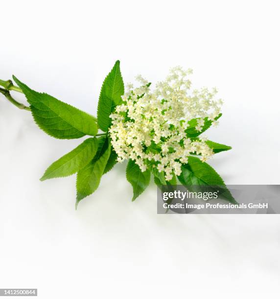 elderflowers - elderberry stock-fotos und bilder