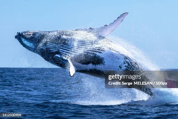 high angle view of humpback whale swimming in sea,mayotte - whale jumping stock pictures, royalty-free photos & images