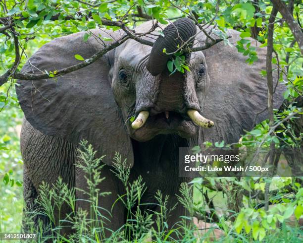 side view of african elephant standing on field,kruger national park,south africa - animal nose stock pictures, royalty-free photos & images