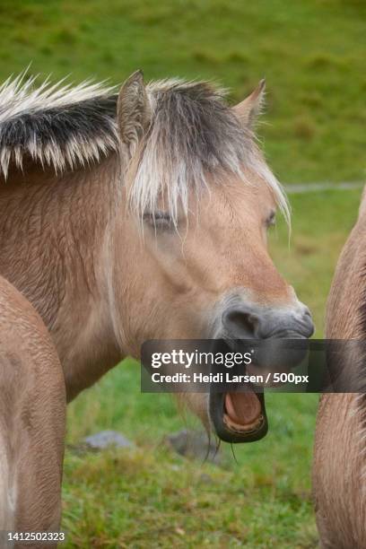 close-up of przewalski on field,norway - przewalski horse stock pictures, royalty-free photos & images