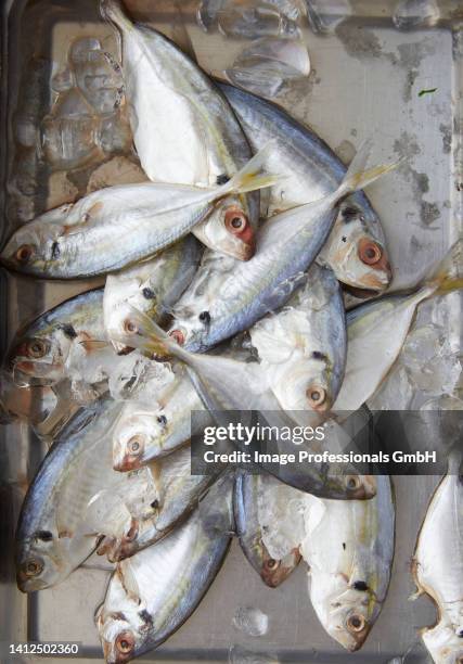 fresh sea bream - crushed ice stock pictures, royalty-free photos & images