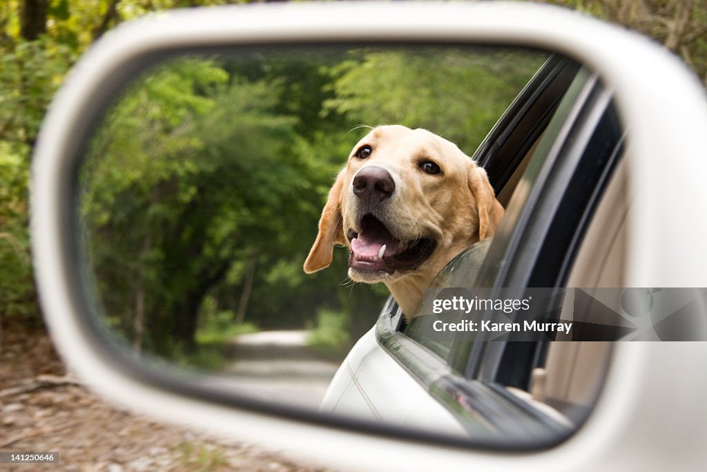 Drive in country with labrador retrieve