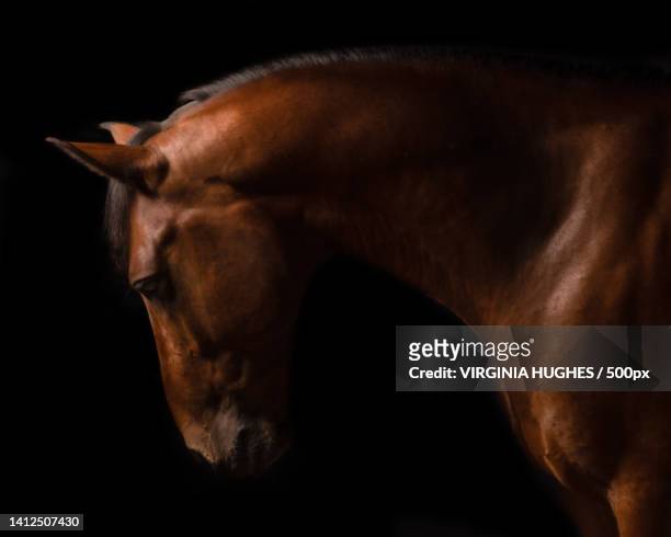 close-up of thoroughbred arabian horse against black background,whitby,ontario,canada - horse studio stock-fotos und bilder
