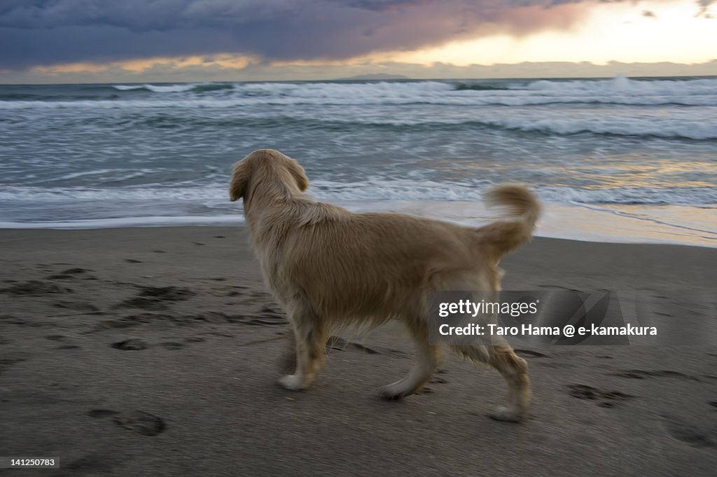 Dog on sunset beach