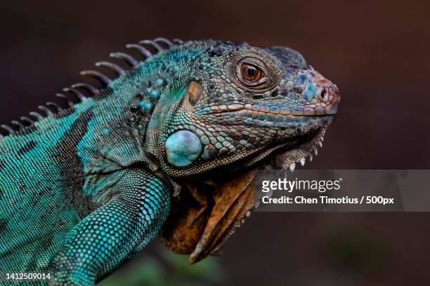 close-up of green iguana - iguana family stock-fotos und bilder